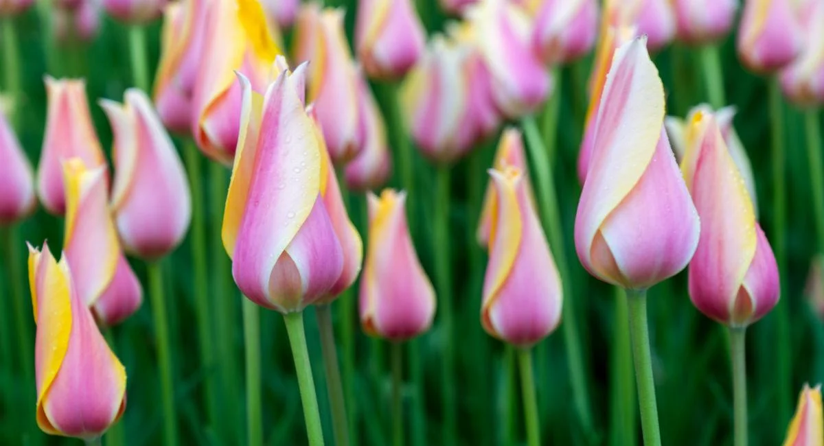 Tulipaner kan blomstre i lang tid